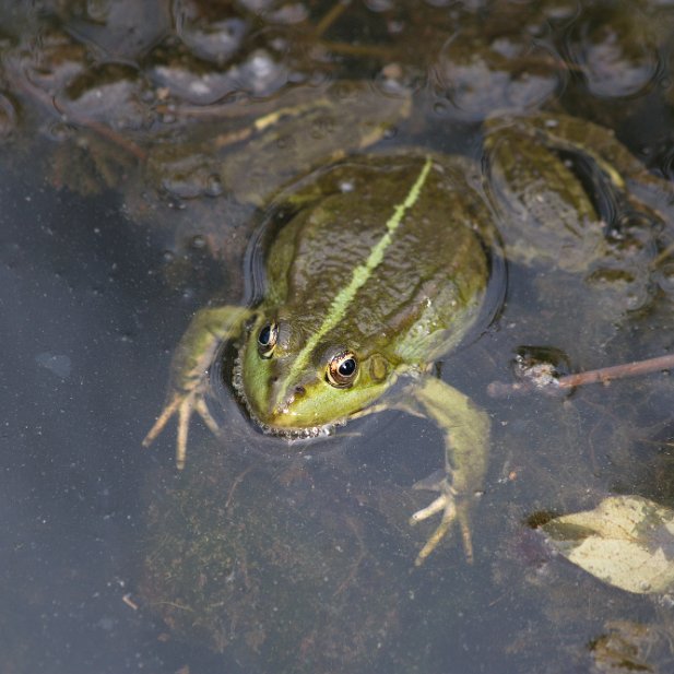 grenouille