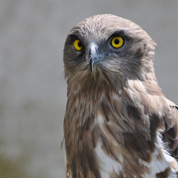 Regard de rapace