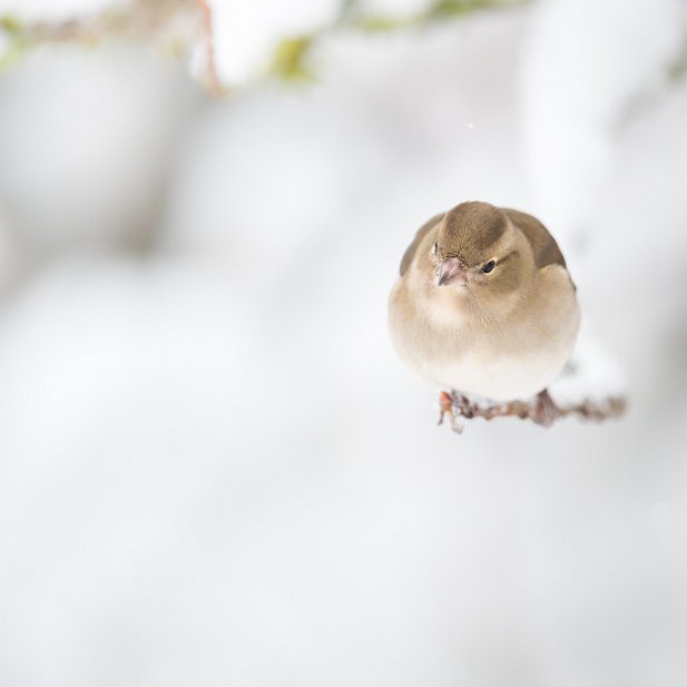 J'ai froid aux pattes ! Femelle pinson des arbres