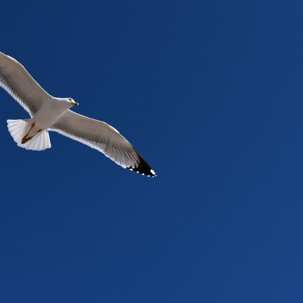 Libre dans le ciel