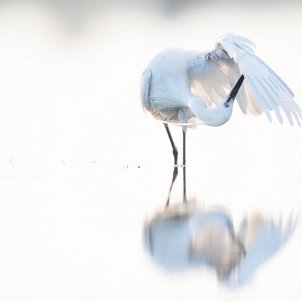 aigrette garzette : Je vais être belle ! - classée 1ère