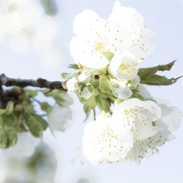 le temps des cerises