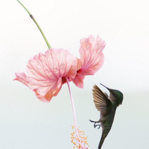 colibri