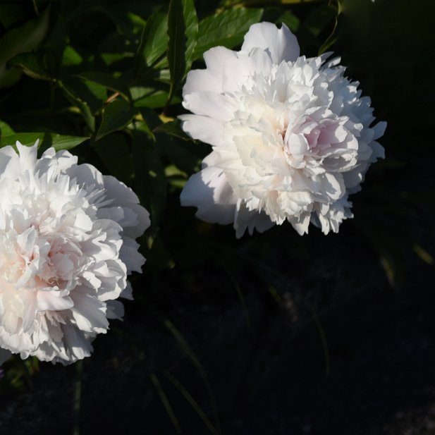 Duo de pivoines