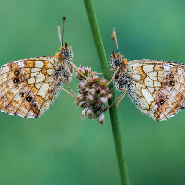 Duo de nacrés