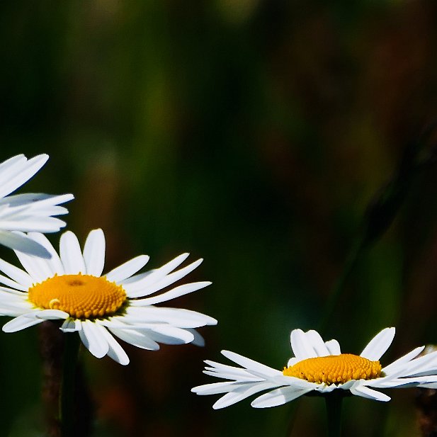 Valse des marguerites - coup de coeur