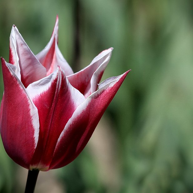 la tulipe