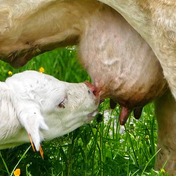 le bonheur est dans le pré