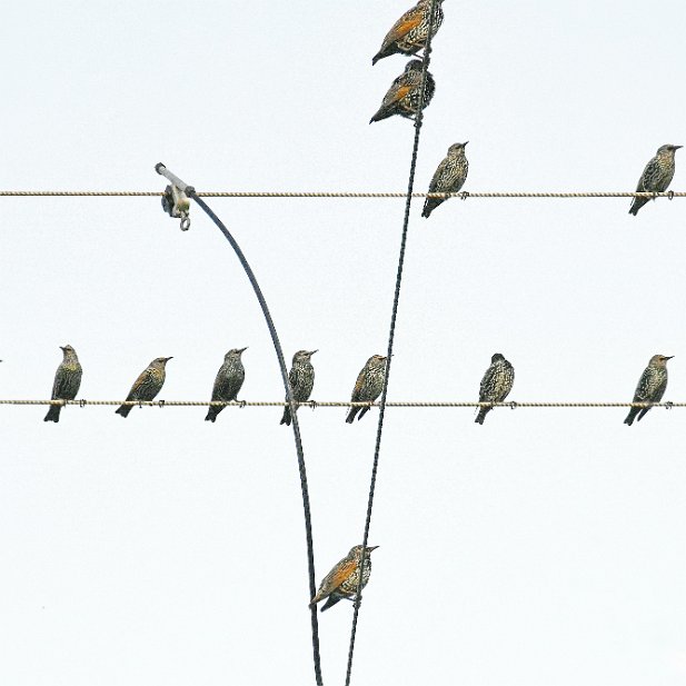 Concerto pour Etourneaux