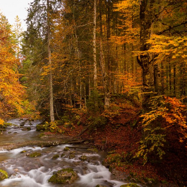 Douceur d'automne Lac de Montrion