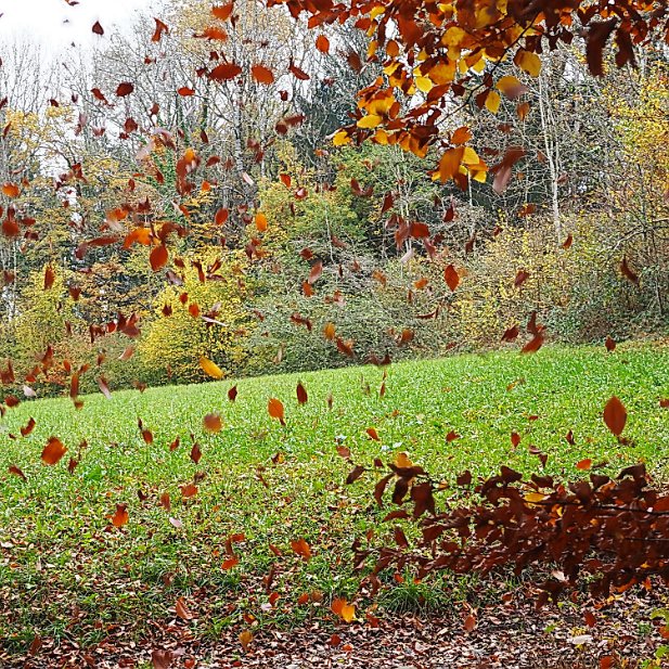 la feuille d'automne emportée par...