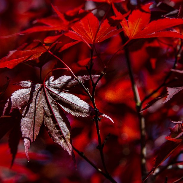 Feuille d'automne - - coup de coeur