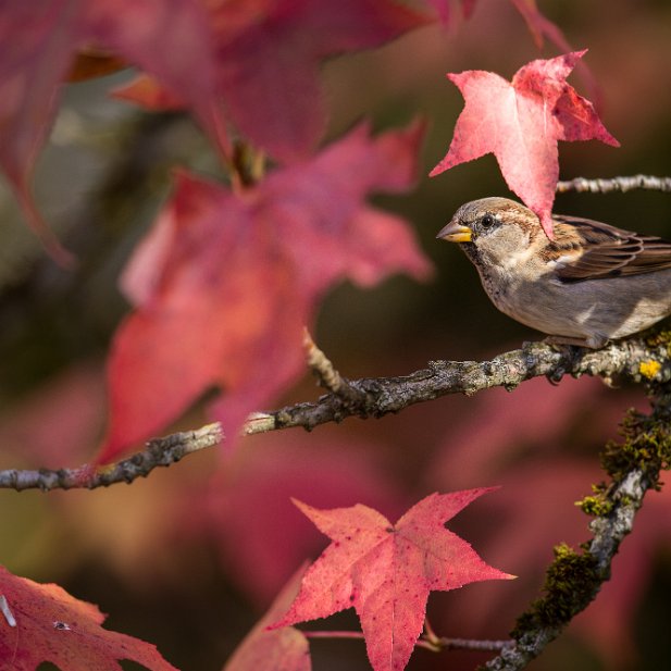 Rouges d'Automne