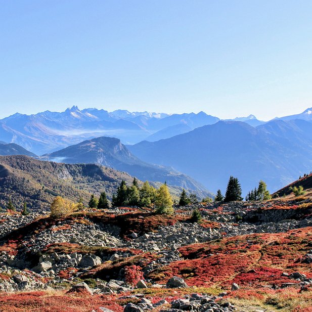 couleurs d'automne dans les myrtilliers