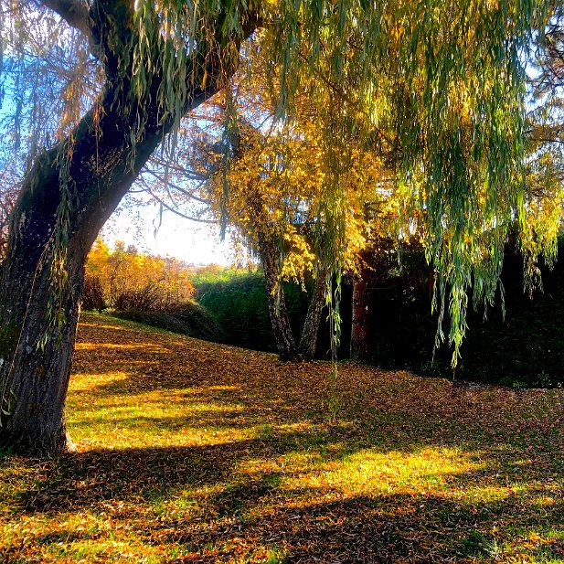 Le Saule d'automne