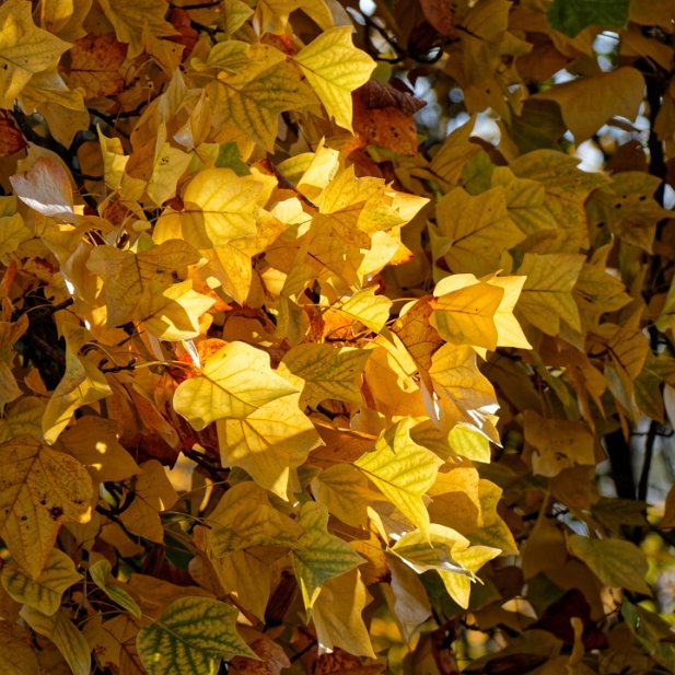 camaieu d'automne