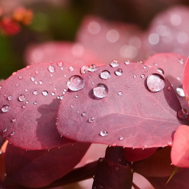 laurier sous la pluie