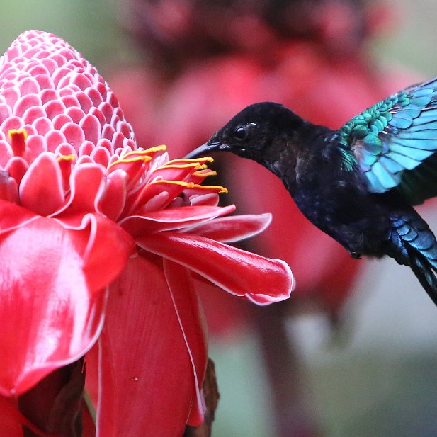 Colibri turquoise et rose de porcelaine Couleurs vives en forêt de Guadeloupe