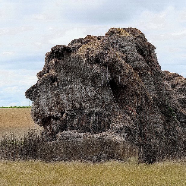 Le lion de paille