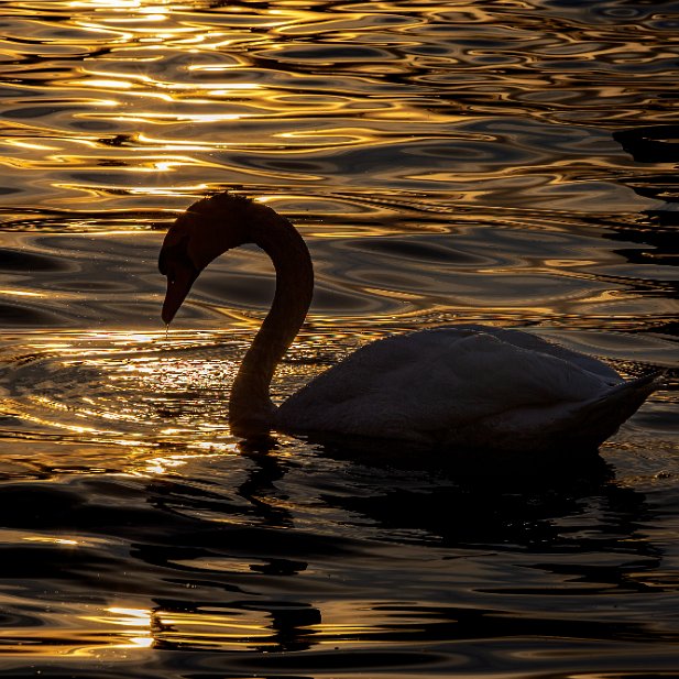 Fin de journée sur le lac