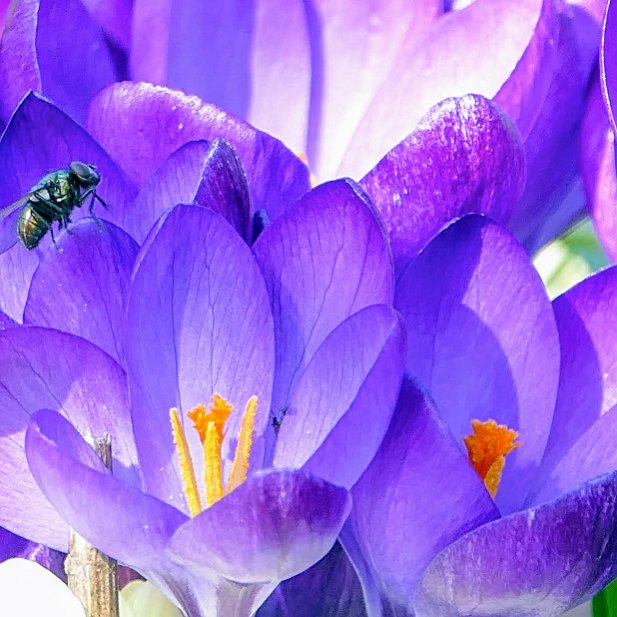 la mouche sur les crocus