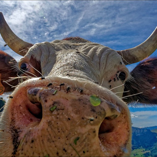 Oh !!! la vache 2ème ex aequo