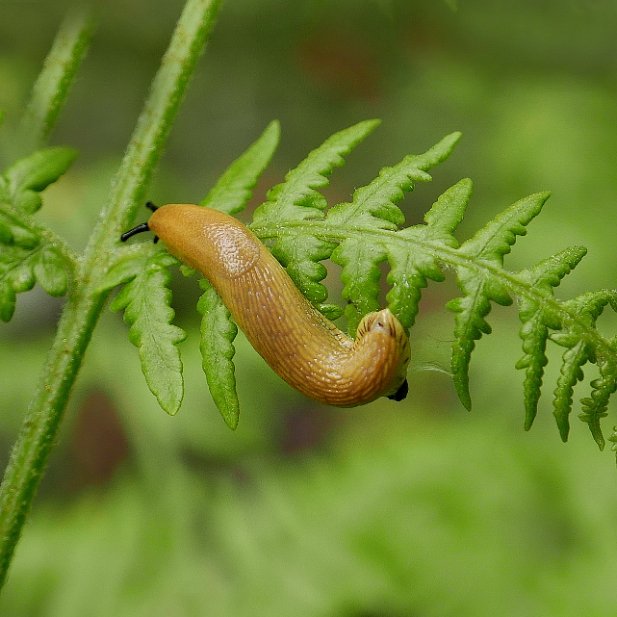 acrobate