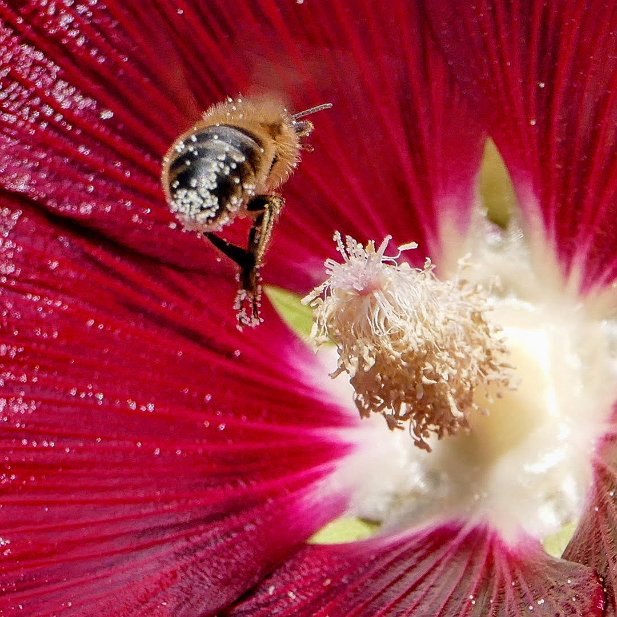 Le pollen de l'été.