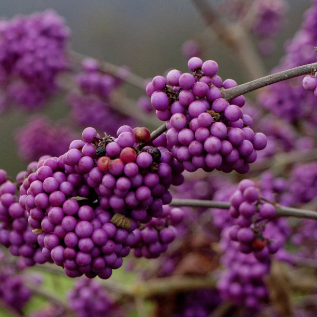 Callicarpa - les intrus