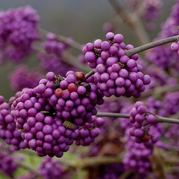 Callicarpa - les intrus