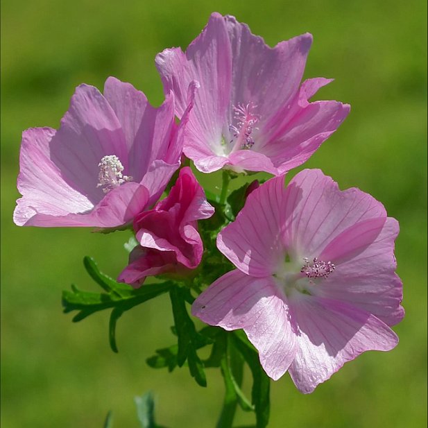 Mauve Musquée SONY DSC