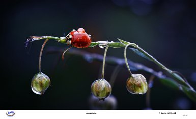 la coccinelle