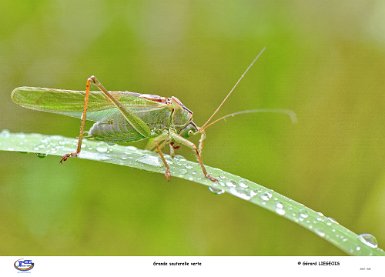 Grande sauterelle verte