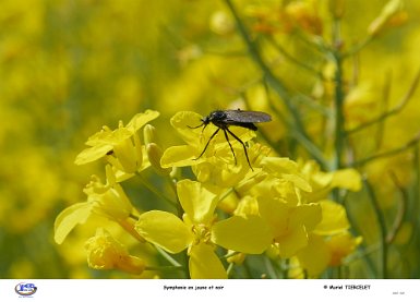 symphonie en jaune et noir