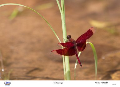 libellule rouge