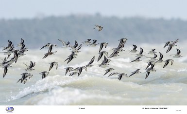 L'envol. - bécasseaux sanderling