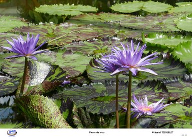 fleur de lotus