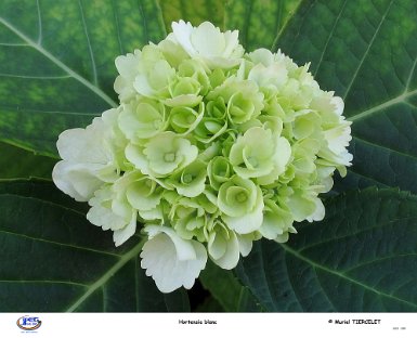 hortensia blanc