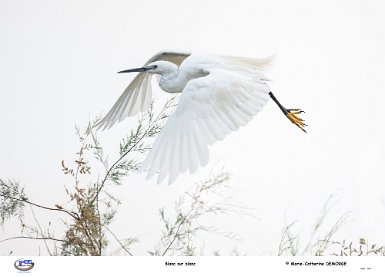 Blanc sur blanc