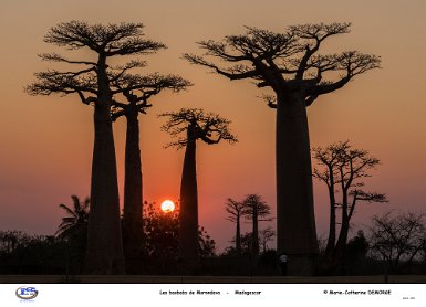 Les baobabs de Morondava _ Madagascar