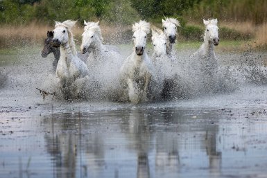 Libres et sauvages