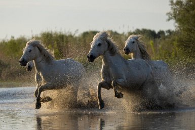 L'élégance au galop