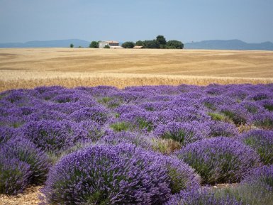 Lavandes et blés