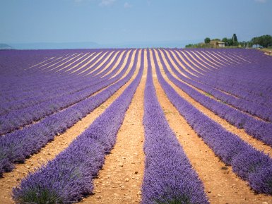 Les sillons de Valensole