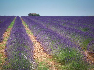 Le mazet de Valensole