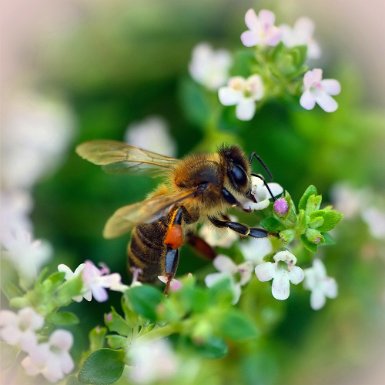 Abeille butinant sur des fleurs de thym