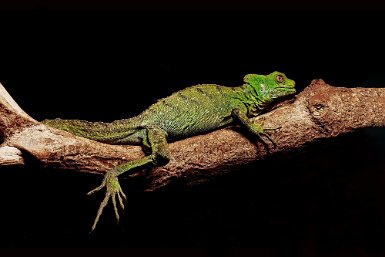 Anolis des Bermudes : reptile endémique des Caraïbes.