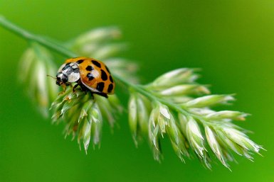 Coccinelle sur épi de blé