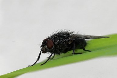 Mouche sur feuille de bambou