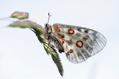 L'Apollon